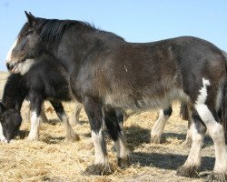 Zuchtstute Buffy's Bebe (Clydesdale, 2005, von Joseph Lake's Gunsmoke)