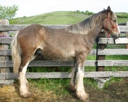 horse Bebe's Mr Jock Buddy (Clydesdale, 2013, from Cranbrook's Mr. Jock)