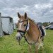 Dressurpferd Alaska Sw (Haflinger, 2013, von Adlerschild SG)