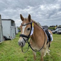 dressage horse Alaska Sw (Haflinger, 2013, from Adlerschild SG)