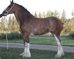 broodmare Bay View Cassie (Clydesdale, 2006, from Cal-Eden Major Dundee)