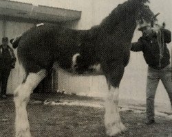 Zuchtstute Bay View Ann Margaret (Clydesdale, 1987, von Benedictine Lenda's Bill)