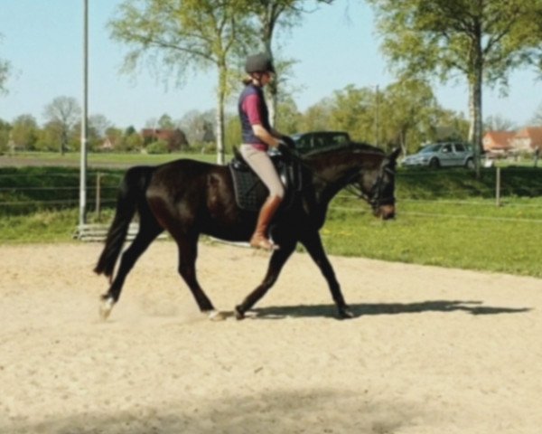 jumper Odin (German Riding Pony, 2007, from Offshore Energy R)