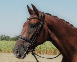 dressage horse Starboy W (Westphalian, 2014, from Sunday)