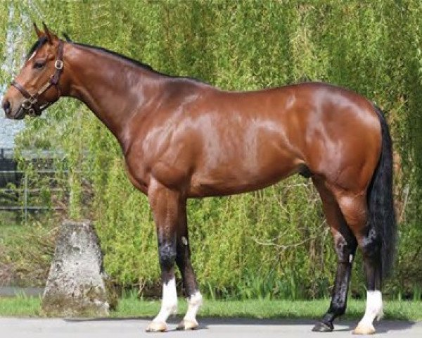 stallion Havana Gold xx (Thoroughbred, 2010, from Teofilo xx)