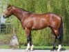 stallion Havana Gold xx (Thoroughbred, 2010, from Teofilo xx)