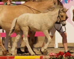 horse Wolke (Fjord Horse, 2019, from Mr. Tveiten N.2591)