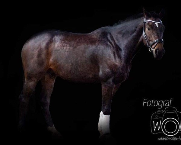 horse Weltheo (Hanoverian, 2011, from Weltmeyer)