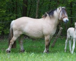 broodmare Worita 20010337 (Fjord Horse, 2001, from Gardar)