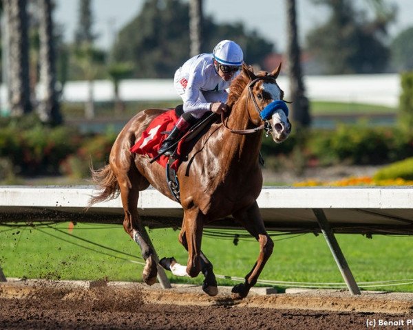 horse Laughing Fox xx (Thoroughbred, 2016, from Union Rags xx)