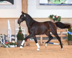 dressage horse Hengst von Bernay / Rivero II (Bavarian, 2017, from Bernay)