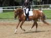 dressage horse Blossom 10 (Little German Riding Horse, 2008, from Baccarat)