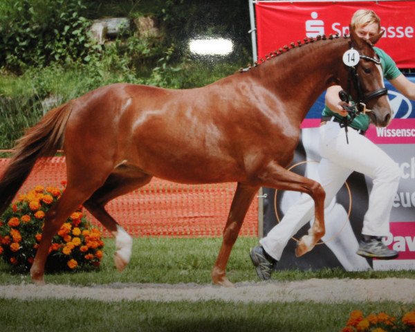 dressage horse Daydream de Luxe M (German Riding Pony, 2009, from FS Don't Worry)