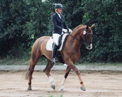 dressage horse Donna Carina 9 (Hanoverian, 2013, from Don Frederic 3)