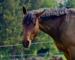 broodmare Laura’s Stern 4 (Oldenburg, 2011, from Lordanos)