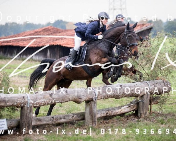 horse Rocky 1196 (Hanoverian, 1998, from Ravallo 115 FIN)