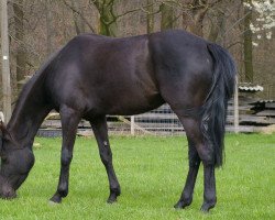 dressage horse Di Valenca (German Riding Pony, 2004, from Da Vinci R)