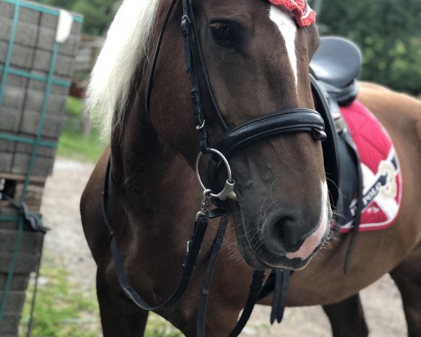 horse Pusteblume (Black Forest Horse,  )