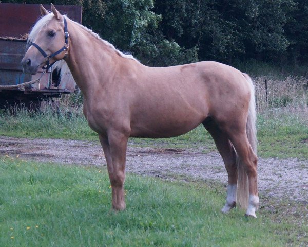 Pferd Moelleaaens Golden Ares (Palomino mit Reitpferdepedigree, 2015, von Kvolsbaeks Amazing Aqua)