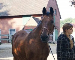 broodmare Arissa (Holsteiner, 1986, from Cansas)