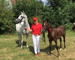 broodmare Orfilia (German Riding Pony, 2005, from Ombre)