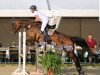 jumper Giradelli 15 (Hanoverian, 2012, from Goldfever 3)