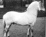 stallion Jarbo (Fjord Horse, 1989, from Toddy I)