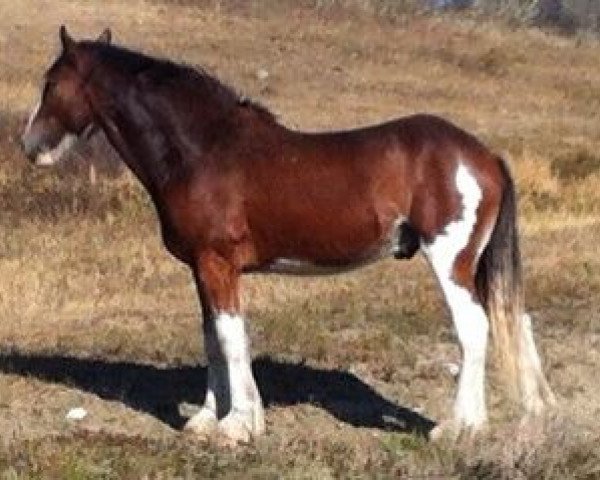 horse Battle River Wally (Clydesdale, 2010, from Grandview Sir El Capitan)