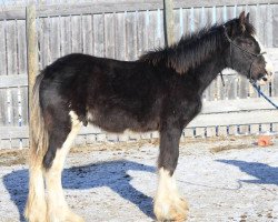 stallion Battle River Trigger (Clydesdale, 2015, from Hatfield Hightower)