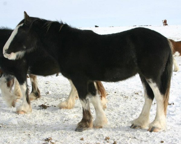 Pferd Battle River Sid (Clydesdale, 2010, von Cranbrook's Mr. Jock)