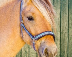 horse Nio (Fjord Horse, 2017, from Gio)