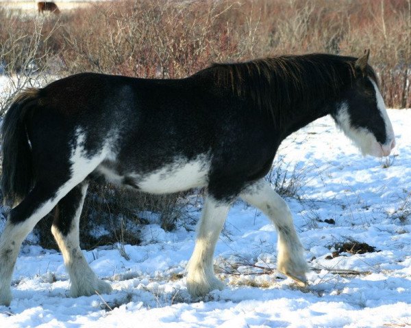 Pferd Battle River Royce (Clydesdale, 2009, von Cranbrook's Mr. Jock)