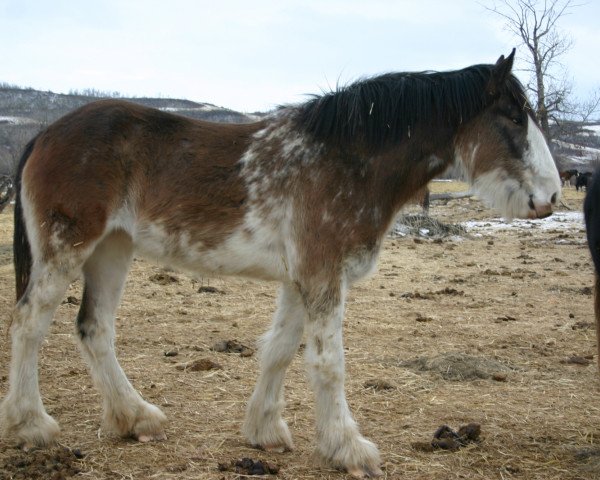 broodmare Battle River Roxann (Clydesdale, 2008, from Grandview Sir El Capitan)