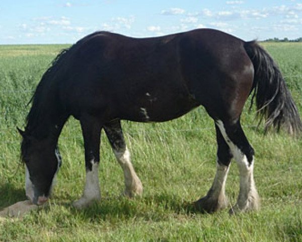 Zuchtstute Battle River Rhea (Clydesdale, 2007, von Joseph Lake's Gunsmoke)