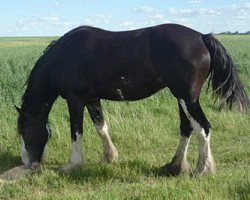 broodmare Battle River Rhea (Clydesdale, 2007, from Joseph Lake's Gunsmoke)