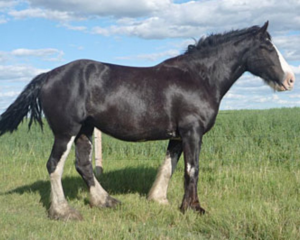Zuchtstute Battle River Rebecca (Clydesdale, 2006, von Grandview Sir El Capitan)