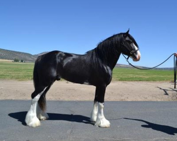 Deckhengst Battle River Persuader (Clydesdale, 2014, von Hatfield Hightower)