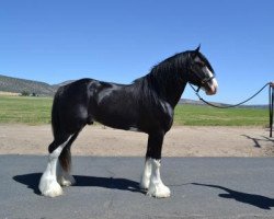 stallion Battle River Persuader (Clydesdale, 2014, from Hatfield Hightower)