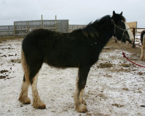 Pferd Battle River Perry (Clydesdale, 2011, von Joseph Lake's Gunsmoke)