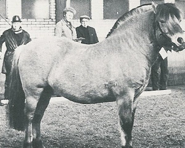 stallion Einar (Fjord Horse, 1960, from Westman)