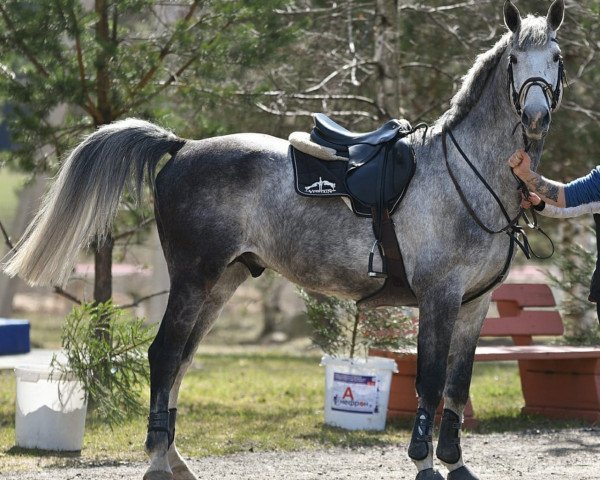 Deckhengst Düsseldorf (Russisch Trakehner, 2010, von Febo)