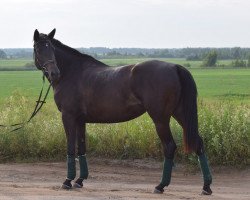 Zuchtstute Viva (Russisch Trakehner,  , von Wolfsberg)