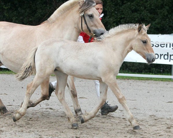 horse Jolin (Fjord Horse, 2021, from Vacceur)