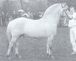 stallion Charly (Fjord Horse, 1990, from Cæsar Halsnæs)