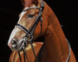 dressage horse Frederico 45 (Hanoverian, 2009, from Fresh from the Coast)