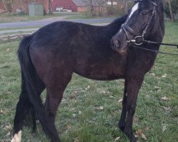 broodmare Stute von Nadir vom Splitting WE (German Riding Pony, 2016, from Nadir vom Splitting WE)