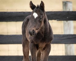 horse Hengst von Violence xx (Thoroughbred, 2020, from Violence xx)