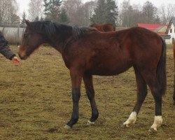 jumper Mysterio (Slovakian Warmblood, 2019, from 2468 Cornessini)