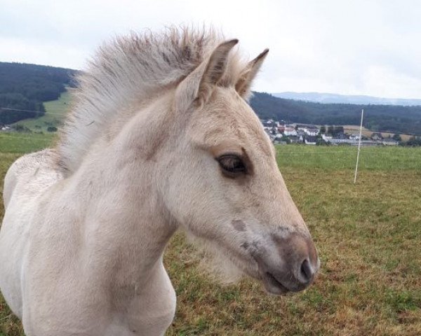 horse Ivan Drago (Fjord Horse, 2019, from Ilmar)