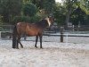 dressage horse Chere Copine 2 (Oldenburg, 2000)